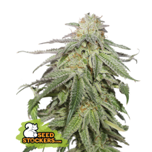 SEEDSTOCKERS - COOCKIES AND CREAM X3 AUTOMATICA