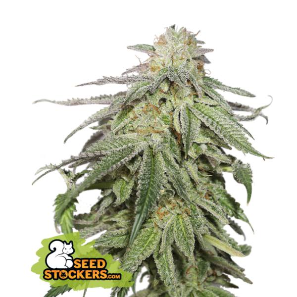 SEEDSTOCKERS - COOCKIES AND CREAM X3 AUTOMATICA