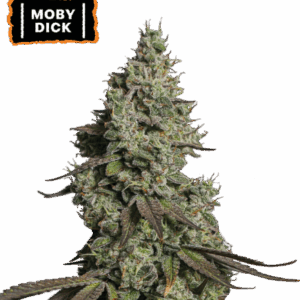 SeedStockers Moby Dick x3 - Semillas Autoflorecientes (Híbrido Sativa-Dominante)