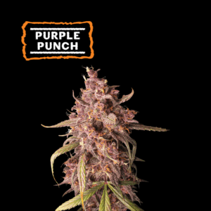 SeedStocker Purple Punch ×3 - Semillas Autoflorecientes