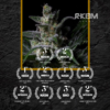 R-KIEM - MUSE X3 - Imagen 2