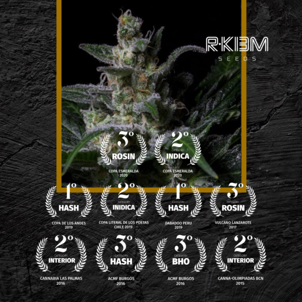 R-KIEM - MUSE X3 - Imagen 2