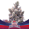 BSF - RED CRITICAL AUTO X 4 SEMILLAS