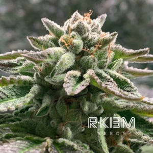 R-KIEM - KLEMENTINE AUTO X3