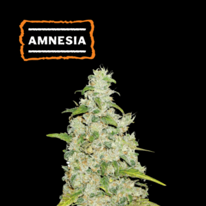 Seedstockers Amnesia ×3 – Semillas Feminizadas Fotoperiódicas (Sativa Potente)