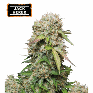 SeedStockers Jack Herer x3 Semillas Autoflorecientes (Sativa Elevada)