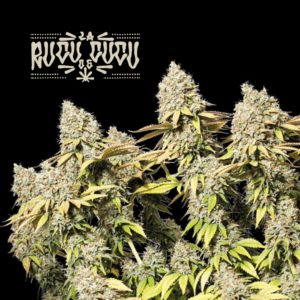 SEEDSTOCKERS RUCU CUCU OG -  X3 AUTOMATICA