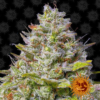 BARNEY'S FARM - BLUE GELATO X3 FOTOPERIODICA