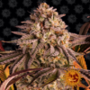 BARNEY'S FARM - BLUE SUNSET X3 FOTOPERIODICA