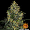 BARNEY'S FARM - BLUE GELATO X3 FOTOPERIODICA - Imagen 2