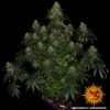BARNEY'S FARM - BLUE GELATO X3 FOTOPERIODICA - Imagen 3