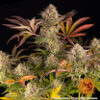 BARNEY'S FARM - BLUE SUNSET X3 FOTOPERIODICA - Imagen 3