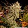 BARNEY'S FARM - BLUE SUNSET X3 FOTOPERIODICA - Imagen 2