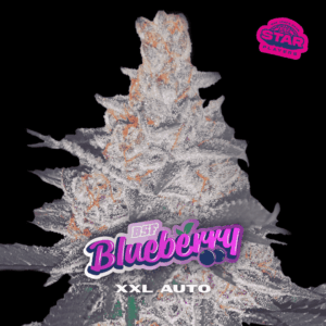 BSF - BLUEBERRY XXL AUTOMATICA X 4 SEMILLAS