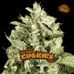 BSF – DOUBLE COOKIES X 4 SEMILLAS AUTOMATICAS