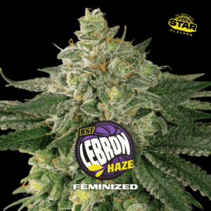 BSF - LEBRON HAZE X 4 SEMILLAS FOTOPERIODICAS