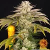 BARNEY'S FARM - PINEAPPLE EXPRESS X3 FOTOPERIODICA