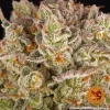BARNEY'S FARM - PINEAPPLE EXPRESS X3 FOTOPERIODICA - Imagen 3