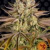 BARNEY'S FARM - PINEAPPLE EXPRESS X3 FOTOPERIODICA - Imagen 2