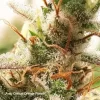 DUTCH PASSION - CRITICAL ORANGE PUNCH X 3 AUTOMATICA - Imagen 2