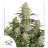 DUTCH PASSION - CRITICAL ORANGE PUNCH X 3 AUTOMATICA