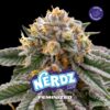 BSF - NERDZ X 4 SEMILLAS