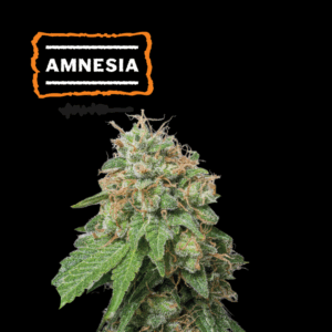 SeedStocker Amnesia Haze ×3 - Semillas  Autoflorecientes (Sativa potente)