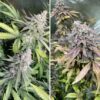 DUTCH PASSION - CRITICAL ORANGE PUNCH X 3 SEMIS FOTOPERIODICA - Imagen 3