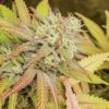 DUTCH PASSION - CRITICAL ORANGE PUNCH X 3 SEMIS FOTOPERIODICA - Imagen 2