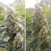 DUTCH PASSION - CRITICAL ORANGE PUNCH X 3 SEMIS FOTOPERIODICA - Imagen 4