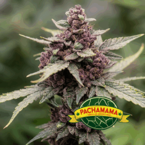 PACHAMAMA - BLACKBERRY XL AUTO X 6 SEMILLAS