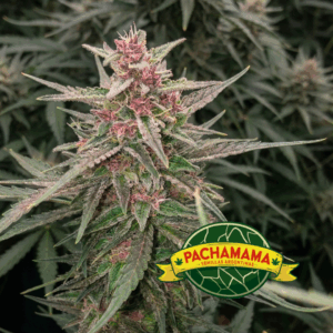 PACHAMAMA - BLUBERRY XL AUTO X 6 SEMILLAS