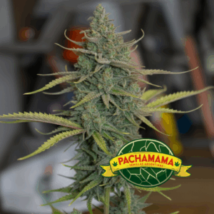 PACHAMAMA - CRITICAL KUSH XL AUTO X 6 SEMILLAS
