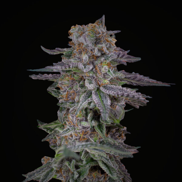 BSF - RAINBOWS XXL AUTO X 4 SEMILLAS - Imagen 2