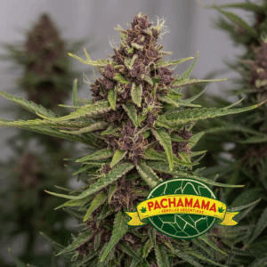 PACHAMAMA - PURPLE KUSH XL AUTO X 6 SEMILLAS