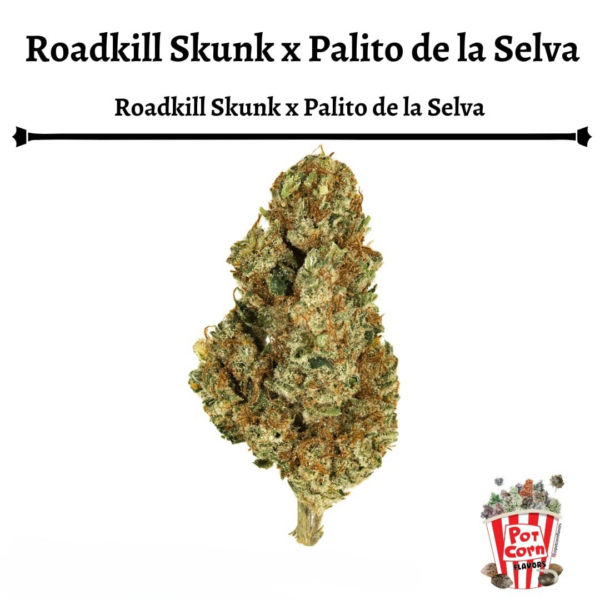 POTCORN - PALITO DE LA SELVA X ROADKILL SKUNK X4 FOTOPERIODICA