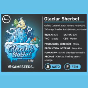 KAME SEEDS - GLACIAR SHERBET X4 SEMILLAS AUTOMATICA