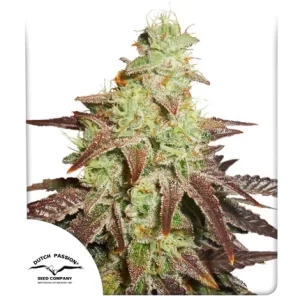 DUTCH PASSION - AUTO NIGHT QUEEN X 3 SEMILLAS