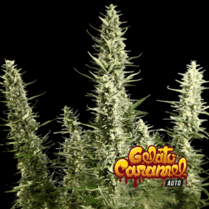 KAME SEEDS - GELATO CARAMEL X4 SEMILLAS AUTOMATICA