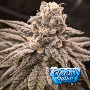 KAME SEEDS - GLACIAR SHERBET X4 SEMILLAS AUTOMATICA