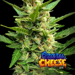 KAME SEEDS - OZARU CHEESE X4 SEMILLAS AUTOMATICA