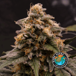 KAME SEEDS -EDICIÓN LIMITADA #3  X4 SEMILLAS AUTOMATICA