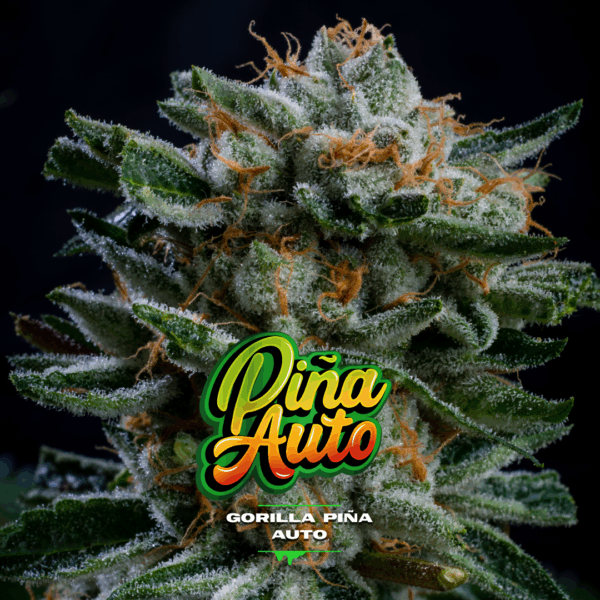 BSF - GORILLA PIÑA AUTOMATICA X4 SEMILLAS