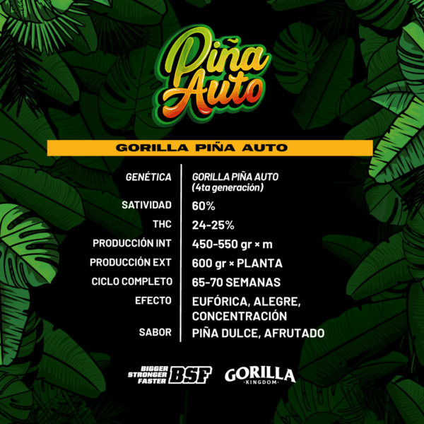 BSF - GORILLA PIÑA AUTOMATICA X4 SEMILLAS - Imagen 2