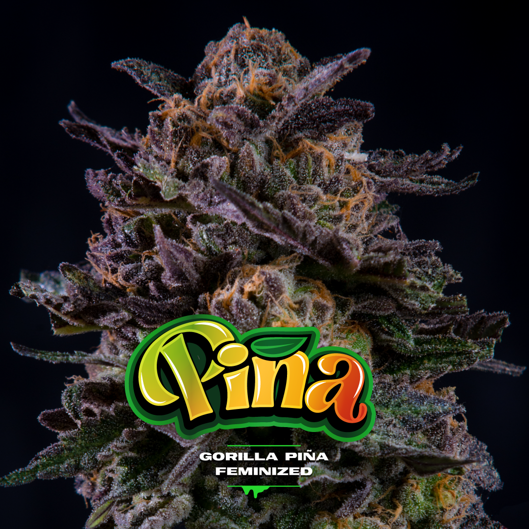 BSF - GORILLA PIÑA FOTOPERIODICA X4 SEMILLAS
