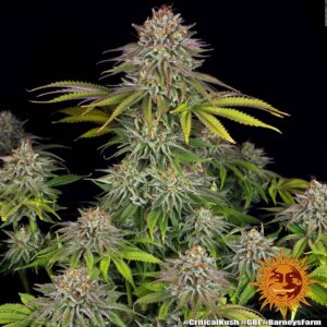 BARNEY'S FARM - CRITICAL KUSH FOTOPERIODICA