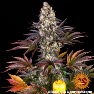 BARNEY’S FARM - GELATO #45 FOTOPERIODICA