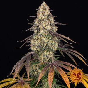 BARNEY'S FARM - KUSH MINTZ FOTOPERIODICA