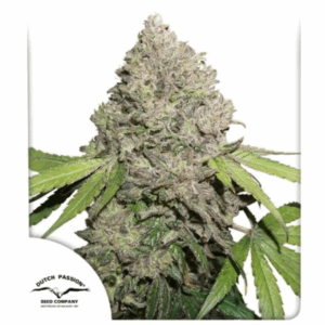 DUTCH PASSION - CBD CHARLOTTE´S ANGEL FOTOPERIODICA X 3 SEMILLAS