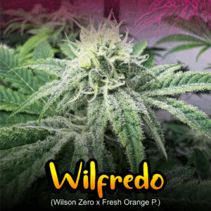 ROOSTER - WILFREDO X 3 SEMILLAS FOTOPERIODICAS